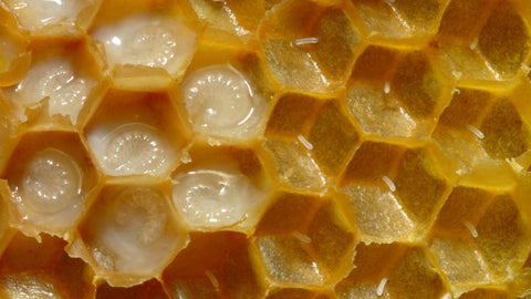 Jalea Real: El secreto de la abeja reina para vivir 15 veces más que una obrera