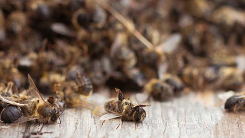Las abejas en peligro de extinción, y con ellas, el ser humano podría estarlo.