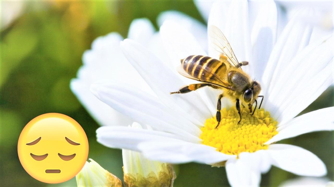 Salva a las abejas: Firma petición para poner un alto a la exportacion de pesticidas
